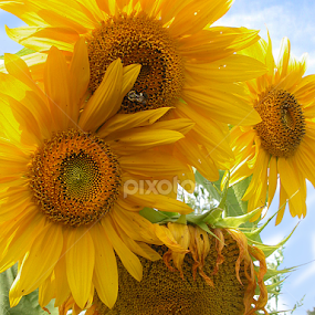 Super Summer Sunnies by Corinne Noon - Flowers Flower Gardens