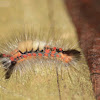 Rusty-Tussock-moth or Vapourer