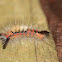 Rusty-Tussock-moth or Vapourer