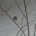 American Tree Sparrow (female&male)