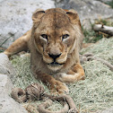 African lioness