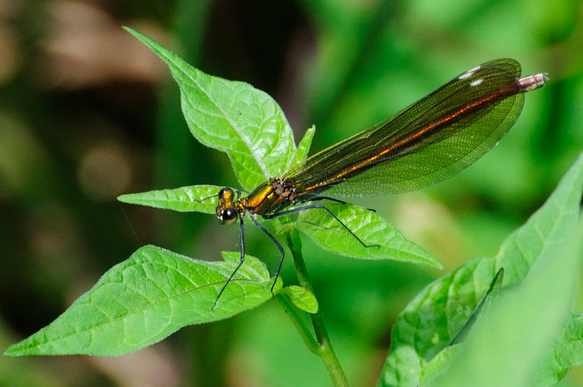 Beautiful Demoiselle; Caballito del Diablo Azul