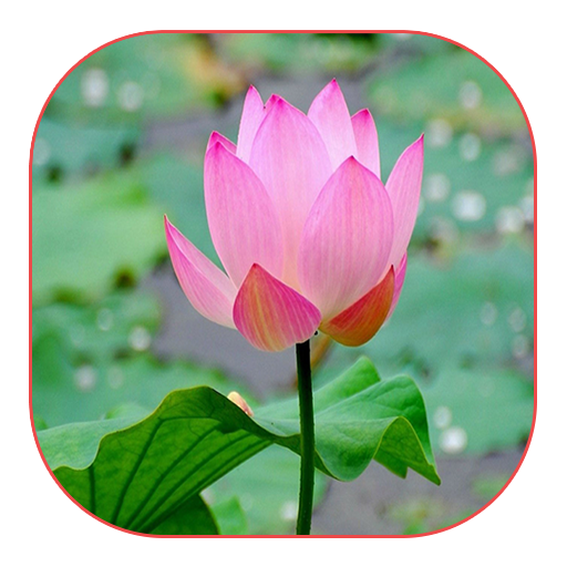 美麗的粉紅色蓮花 個人化 App LOGO-APP開箱王