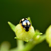 Yello-Spotted Black Ladybug