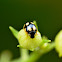 Yello-Spotted Black Ladybug