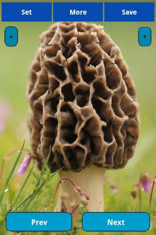 【免費娛樂App】Mushrooms wallpapers-APP點子