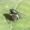 Common green bottle fly