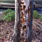Piliated woodpecker excavations in a local parking lot.