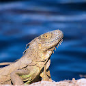 Green iguana (adults)