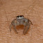 Unknown Jumping Spider