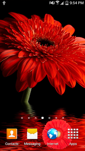 Gerbera In Water