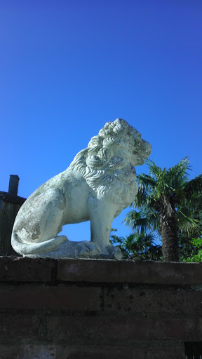 Les Lions Du Foirail