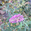 Butterfly Bush,   Summer Lilac