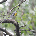 Yellow-throated Warbler