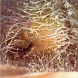 Winterland Deer Live Wallpaper