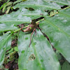 Katydid Nymph