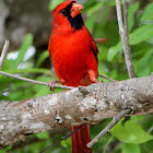 Cardinal