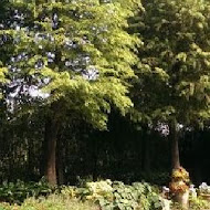 菁芳園 Tenway Garden／花園餐廳／落羽松