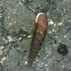 Two lipped door snail, Grote regenslak (dutch)