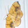 Horned spanworm moth