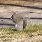 grey squirrel