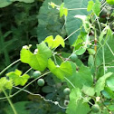Wild Cucumber vine