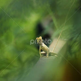 Common Garden Lizard by জাহিদুল জাহিদ - Animals Other