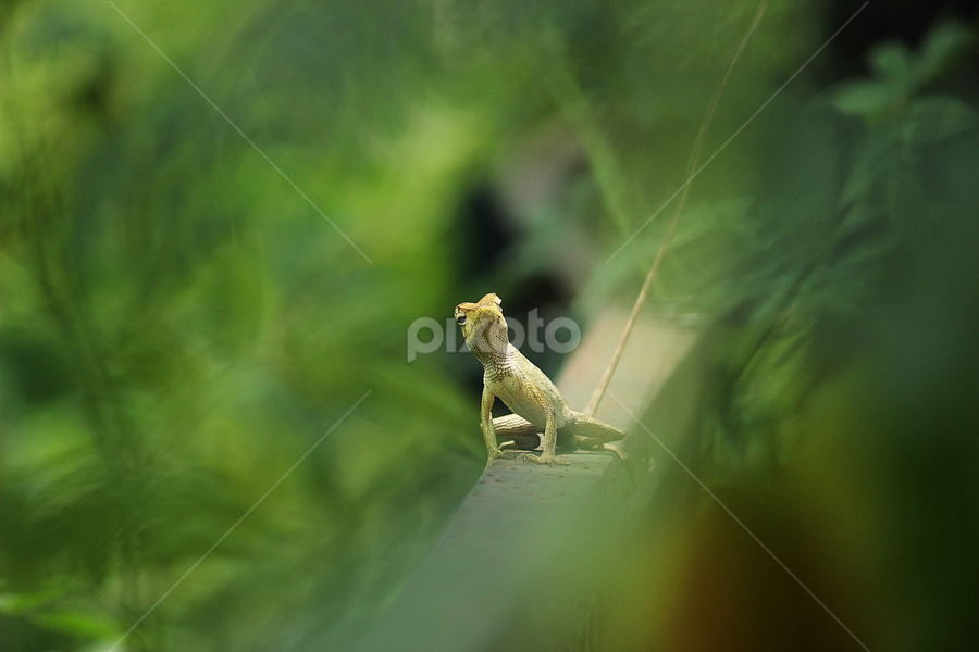 Common Garden Lizard by জাহিদুল জাহিদ - Animals Other