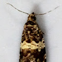 Banded Olethreutes Moth