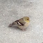 American Goldfinch (non breeding female)