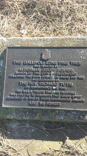 Gallipoli Lone Pine Tree