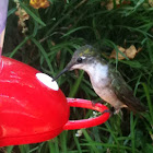 Ruby-throated Hummingbird