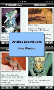 Reptiles Encyclopedia