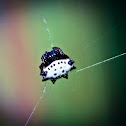 Spiny orbweaver spider (white)