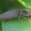 Unknown Click Beetle