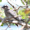 Black-faced Cuckoo-shrike