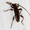 Wattle Longhorn Beetle