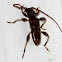 Wattle Longhorn Beetle