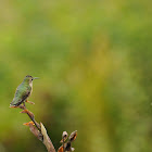 Ruby-throated hummingbird #2 (female juvenile)