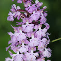 Small Purple-Fringed Orchid