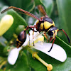 Pollen wasp