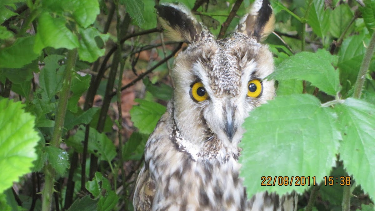 The Long-eared Owl 