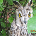 The Long-eared Owl 