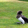 Masked Booby