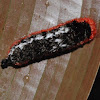 Shag carpet caterpillar