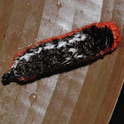 Shag carpet caterpillar