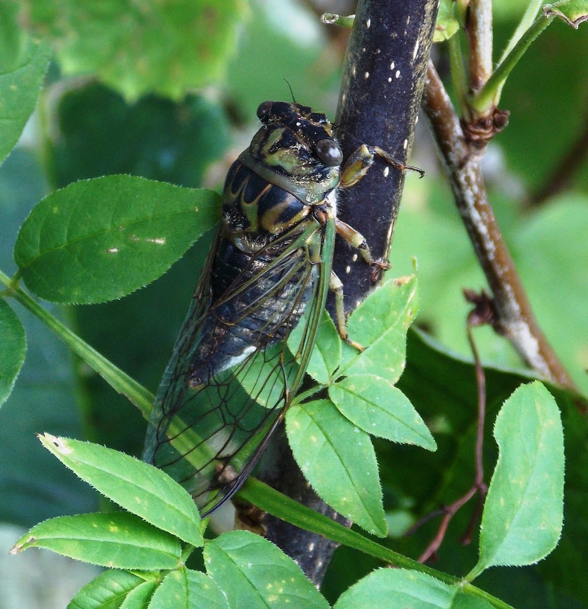 Cicada (Adult)