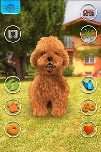 Talking Teddy Dog(圖1)-速報App