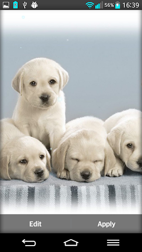 Puppies Live Wallpaper