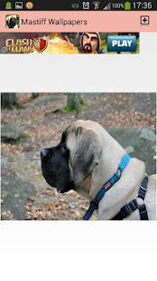 Download Mastiff Wallpapers APK for PC